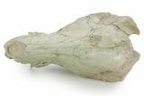 Partial Fossil Early Pig (Perchoerus) Skull - South Dakota #355489-4
